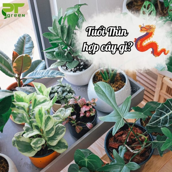 Người tuổi Thìn hợp trồng cây gì? | Cây cảnh hợp phong thủy